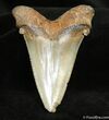 Dagger Angustiden Shark Tooth Fossil inches #973-1
